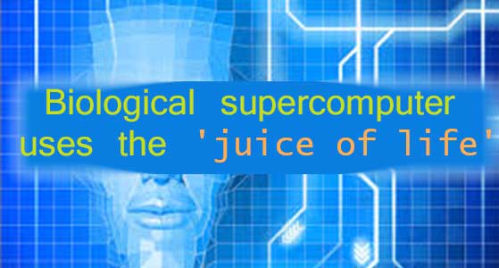 Biological supercomputer uses the ‘juice of life’