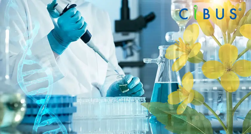 Cibus Completes New Herbicide-Tolerant Canola Test