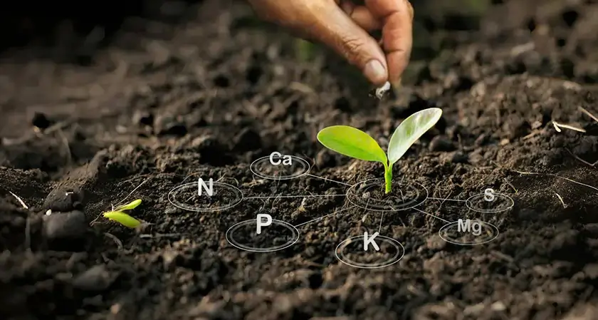 Biochar Breakthrough: Magnesium-Modded Straw Shows Promise for Soil Revitalization