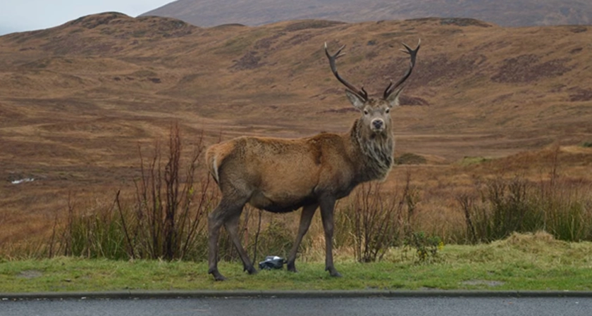 New Mexico Animal Collision Statistics in 2025 (Deer, Elk, and Livestock Strikes That Turn Into Serious Injury Claims)