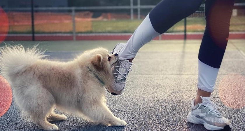 How a Dog Bite Can Become a Legal Claim