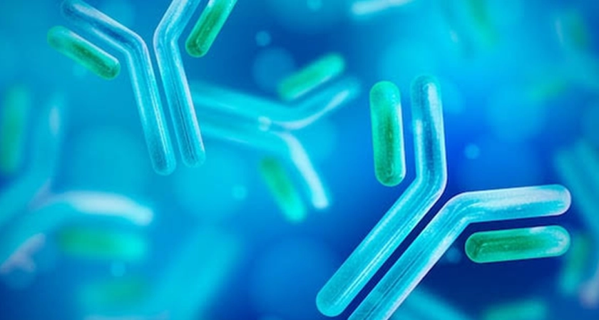 The Hidden Workhorse Behind Reliable Antibody-Based Experiments