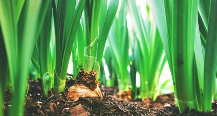 Technology Advancing Controlled Environment Agriculture