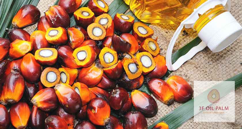 3F Oil Palm Agrotech develops a dedicated mobile app for oil palm farmers