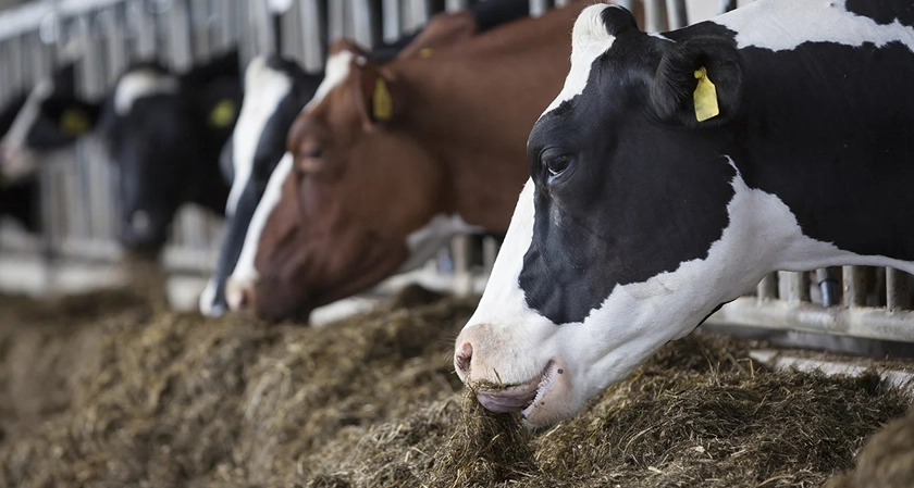 Will&nbsp;machine&nbsp;learning&nbsp;transform the&nbsp;dairy&nbsp;industry?&nbsp;Understanding how AI and data are shaping the next generation of dairy decision-making&nbsp;