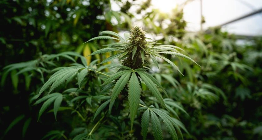 Key Factors to Consider When Buying Cannabis Online Safely