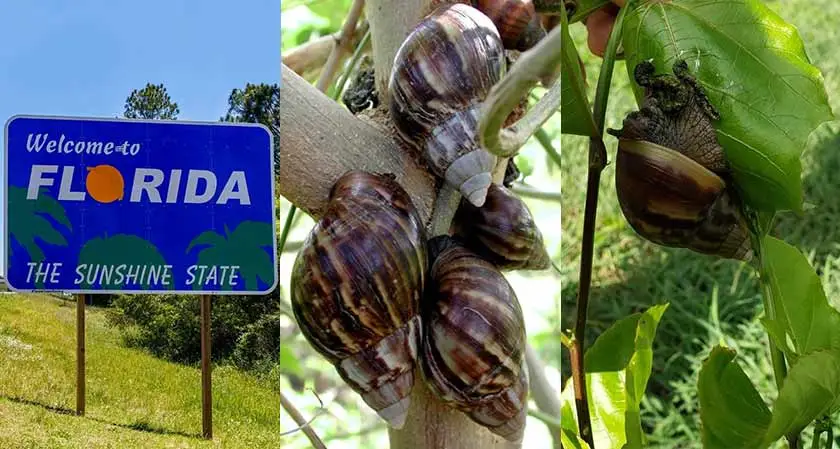 Florida coast witnesses invasion by giant African land snails