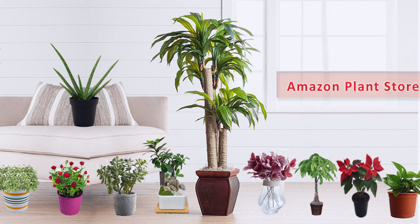 From books, electronics, clothes and home accessories, Amazon sells plants now!
