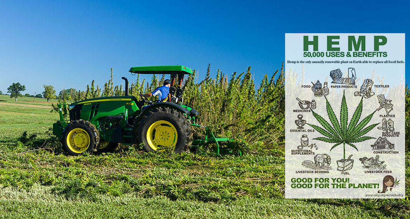Growing hemp is now legal in the United States for the first time in the century
