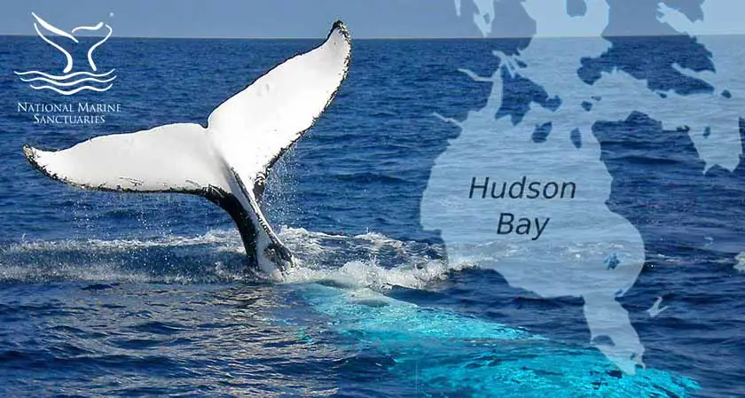 Hudson Bay to be declared as a National Marine Sanctuary