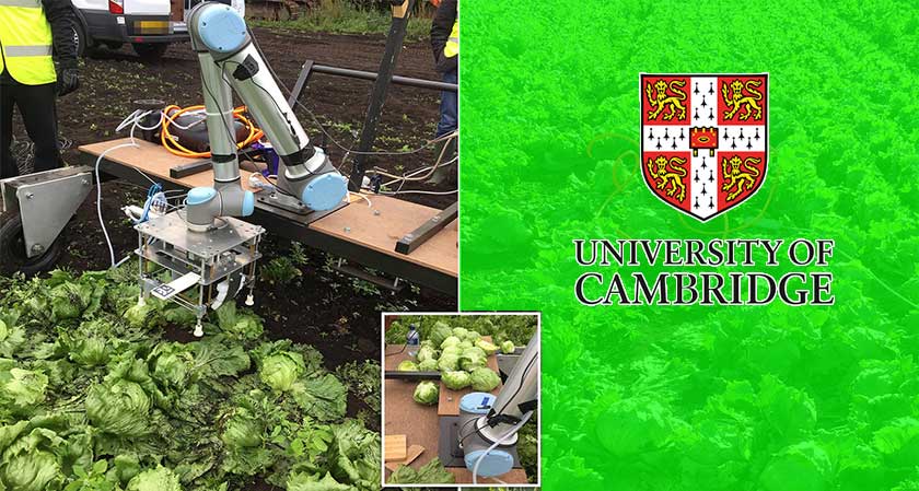 The University of Cambridge Researchers Develops a Lettuce Picking Robot  