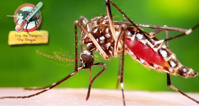 New Technology Helps in Dengue Fight: Mass Production of Mosquitoes to Control Disease Carrying Mozzies