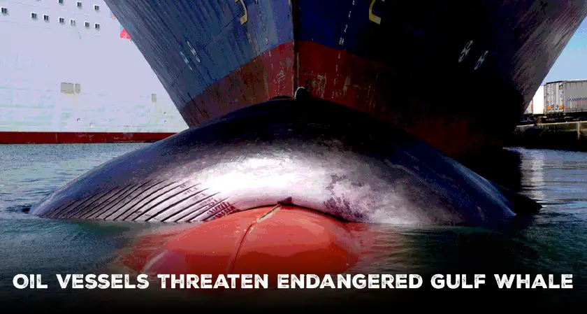 Silent Collision Course: Oil Vessels Threaten Endangered Gulf Whale
