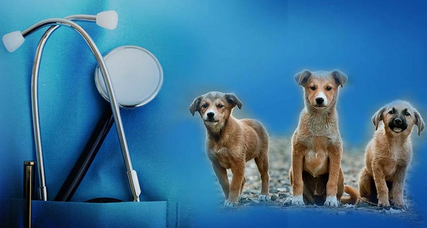 Pets In Need Provides medical aids to abandoned animals in Stockton