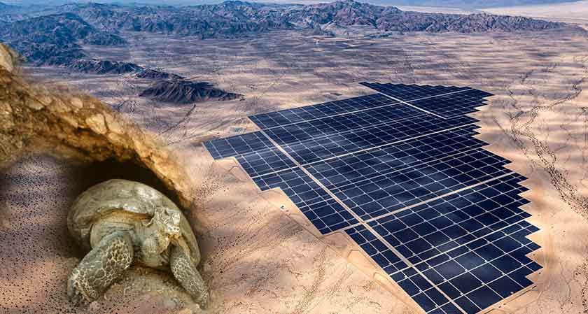 Developmental projects in the Mojave Desert might destroy the ecosystem for desert tortoise