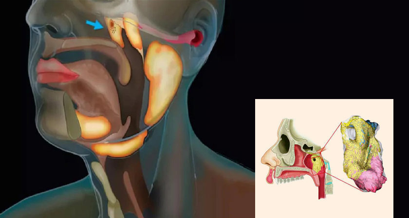 Scientists discover a secret set of salivary glands in the throat