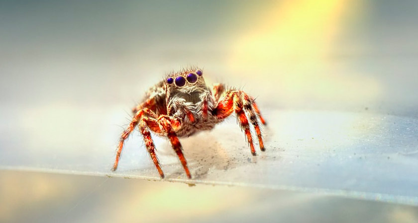 Scientists Work On Jumping Spiders and the Remarkable Sensory Landscape They Portray