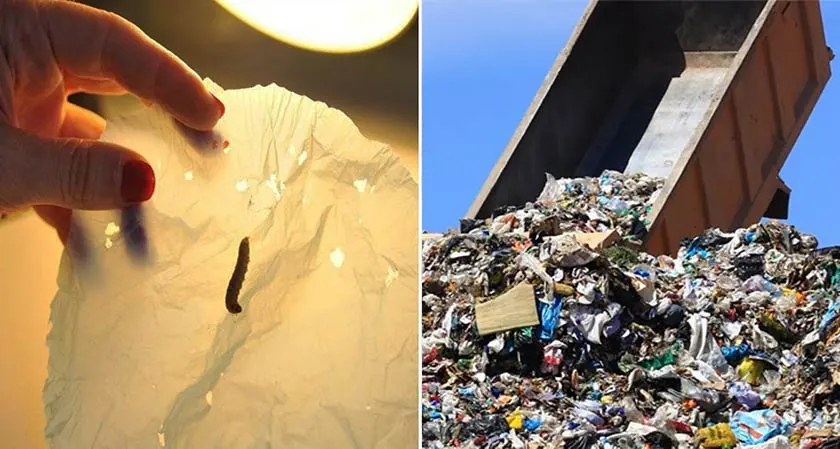 Scientist believe worms feeding on plastic can be the solution for recycling