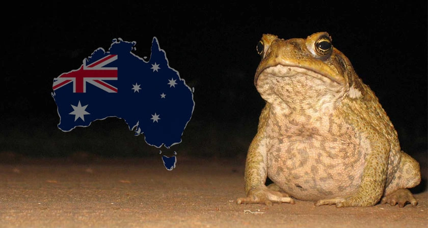 Cane toad found in Queensland