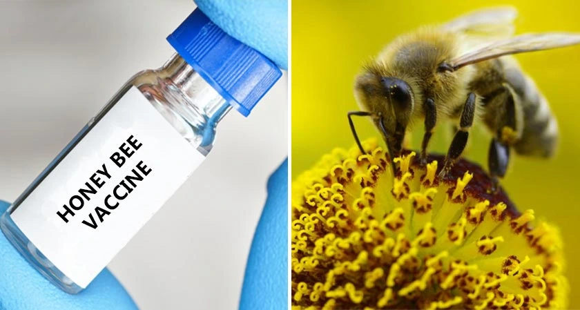honey bee vaccine