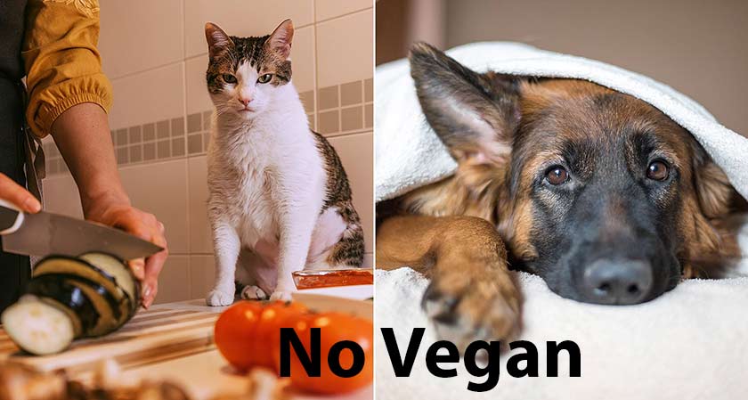 “Don’t feed your pets a vegan diet, you could be killing them”; Animal Expert