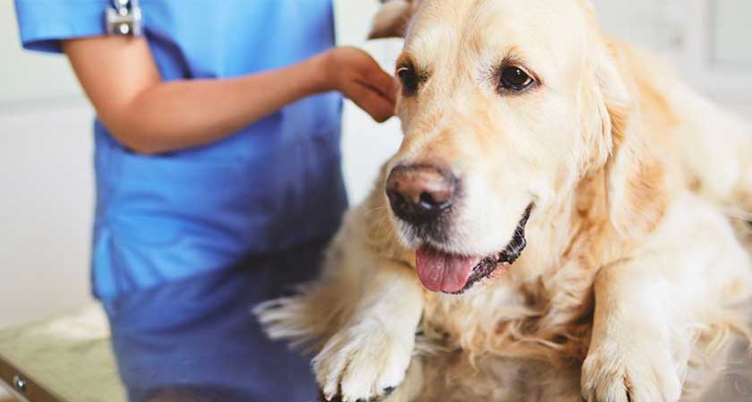 Veterinarians ask pet owners to postpone routine check-ups